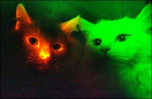 gatti-genetica-buio-illuminazione-kong-il-keun-corea-dna-fluorescenza
